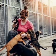 A domesticated animal calmly near its owner.