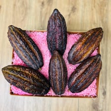 Cacao pods opened to reveal cacao beans