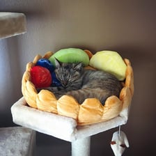 A cat curled up in a small pet bed