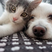 Adorable puppies and kittens grouped together