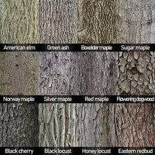 Mature oak and elm trees.