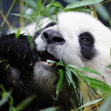 A giant panda bear eating bamboo