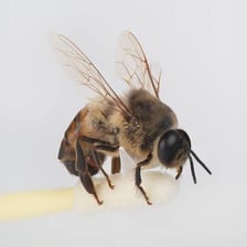 A close-up of a male honeybee, known as a drone.