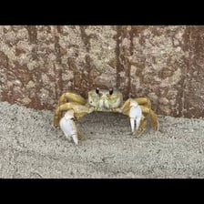 A crab moving sideways across sand