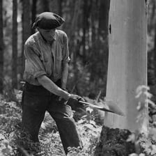 A person using an axe to chop into a tree trunk.