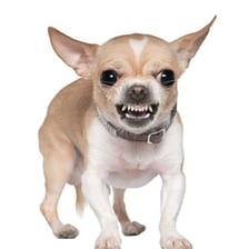 A dog growling with its teeth partly visible