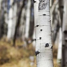 A grove of aspen trees with pale trunks