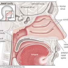 An educational illustration of the human nose and nasal cavity