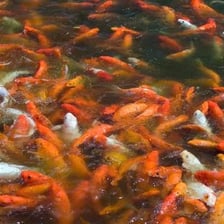 A pond filled with many fish swimming close together