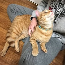 A domestic cat resting on a person’s lap.