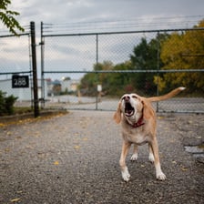 A dog running freely after being released.