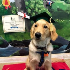 A puppy practicing commands in an obedience training class.