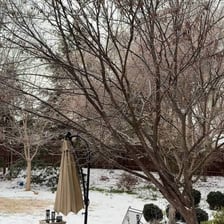 Ice pellets falling in a snowy winter scene