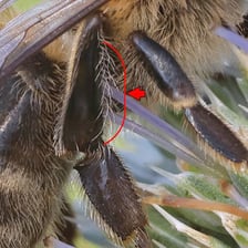 A honey bee carrying pollen on a hind-leg pollen basket.