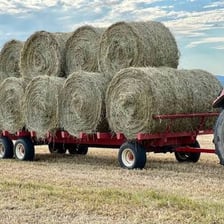 A tightly bound bale of hay in a field.