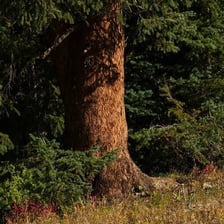 A tree with clearly visible bark on its trunk
