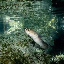 Several eels swimming underwater