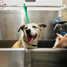 A groomer carefully trimming and cleaning a dog's paws.