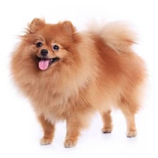 A fluffy Pomeranian stands with its pointed ears upright.