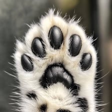 A close-up of a furry animal’s paw.