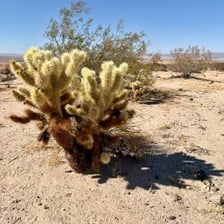 Several spiny cactus plants growing in a desert setting.