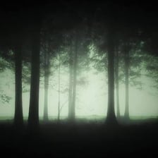 A foggy forest scene with an eerie atmosphere.
