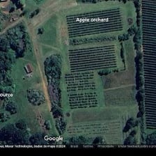 Rows of fruit trees covering a large orchard.