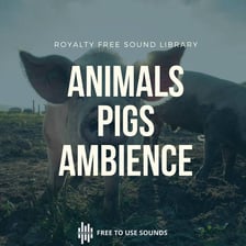 A pig on a farm, illustrating the sound traditionally written as “oink.”