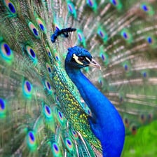 Iridescent peacock feathers showing blue-green and teal coloring