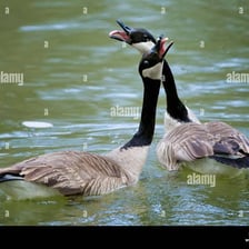 A goose standing beside a pond with its beak open