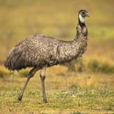 An emu standing in an open Australian landscape.