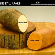 Large yam tubers displayed after an African harvest