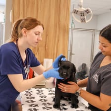 A veterinarian examining a dog in a veterinary clinic