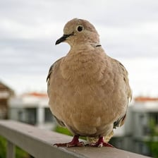 A dove perched on a branch.