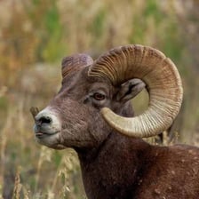 A ram with large curled horns.