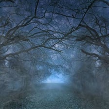 A foggy forest with an unsettling, eerie atmosphere