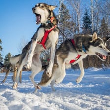 A musher guiding a dogsled team across a snowy trail.