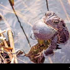 A frog beside a pond, illustrating its croaking sound