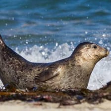 A harbor seal resting on a beach