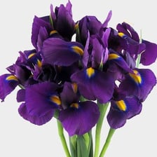 A purple iris flower in bloom.