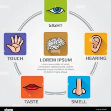 An educational illustration representing smell and taste