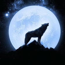 Wolves raising their heads and howling.