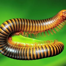 A millipede shown in close-up with numerous legs along its body.