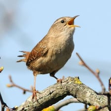 A wren and a dove shown as examples of birds.