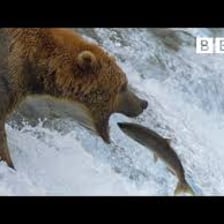 A bear catching a salmon in a river.