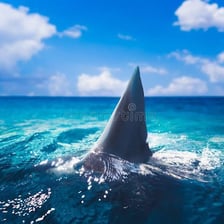 A shark’s triangular dorsal fin breaking the surface of the water.