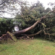 Broken tree branches scattered on the ground after a storm.