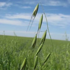 Seed-bearing wild oat grasses growing in a field.