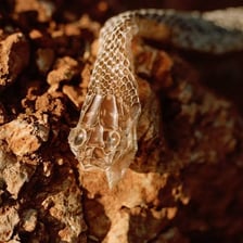 A snake emerging from its shed skin