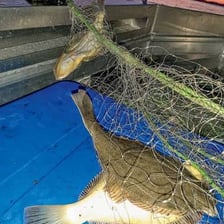 A flounder caught in a fishing net